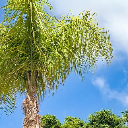 Apartman Abi&lei Vv Candelaria