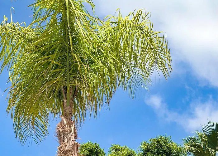 Apartment Abi&lei Vv Candelaria